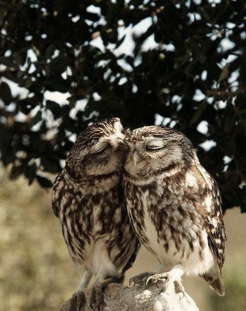 owl.jpg